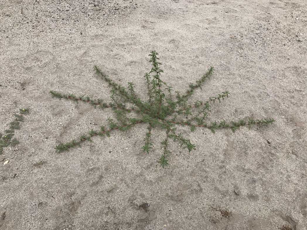 Amaranthus blitoides