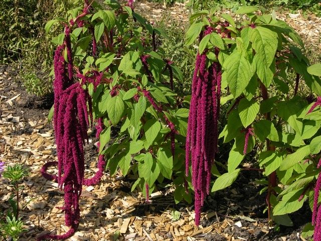Amaranthus caudatus