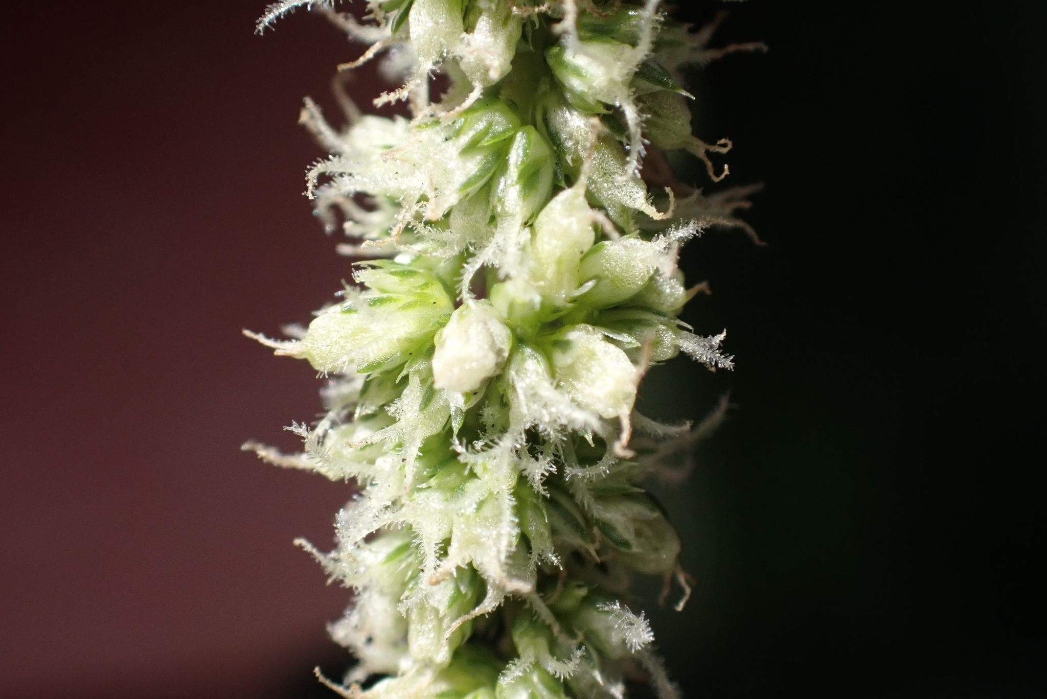 Amaranthus dubius