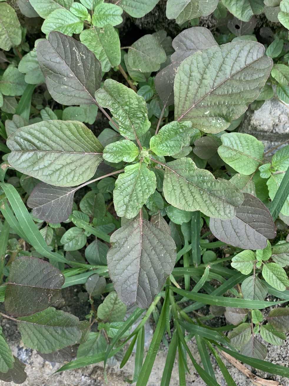 Amaranthus graecizans
