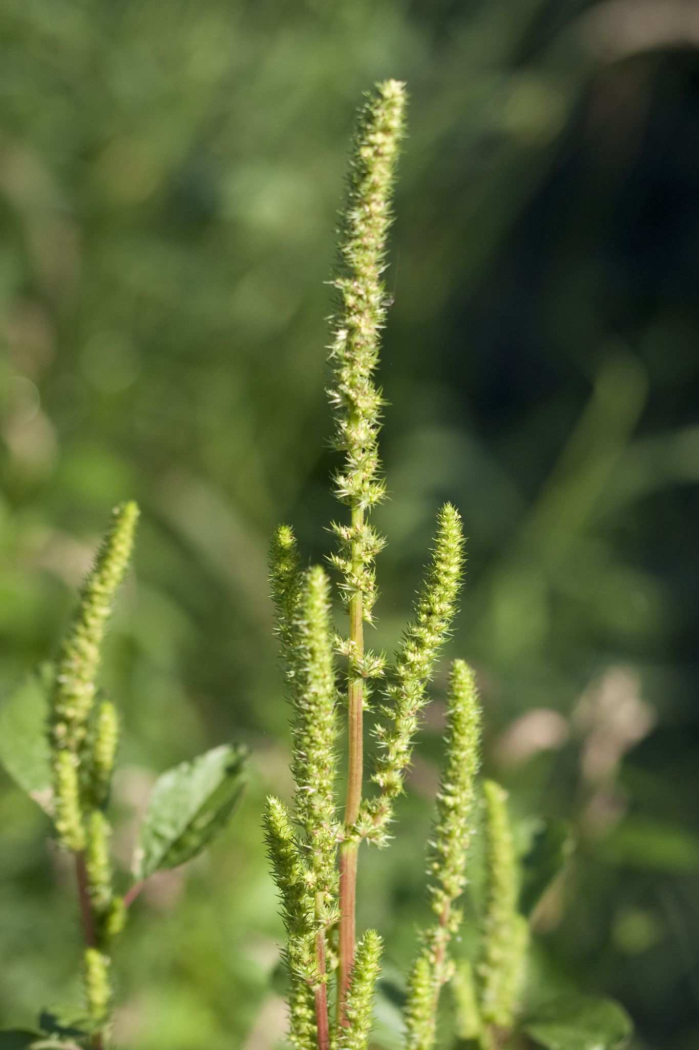 Amaranthus hypochondriacus