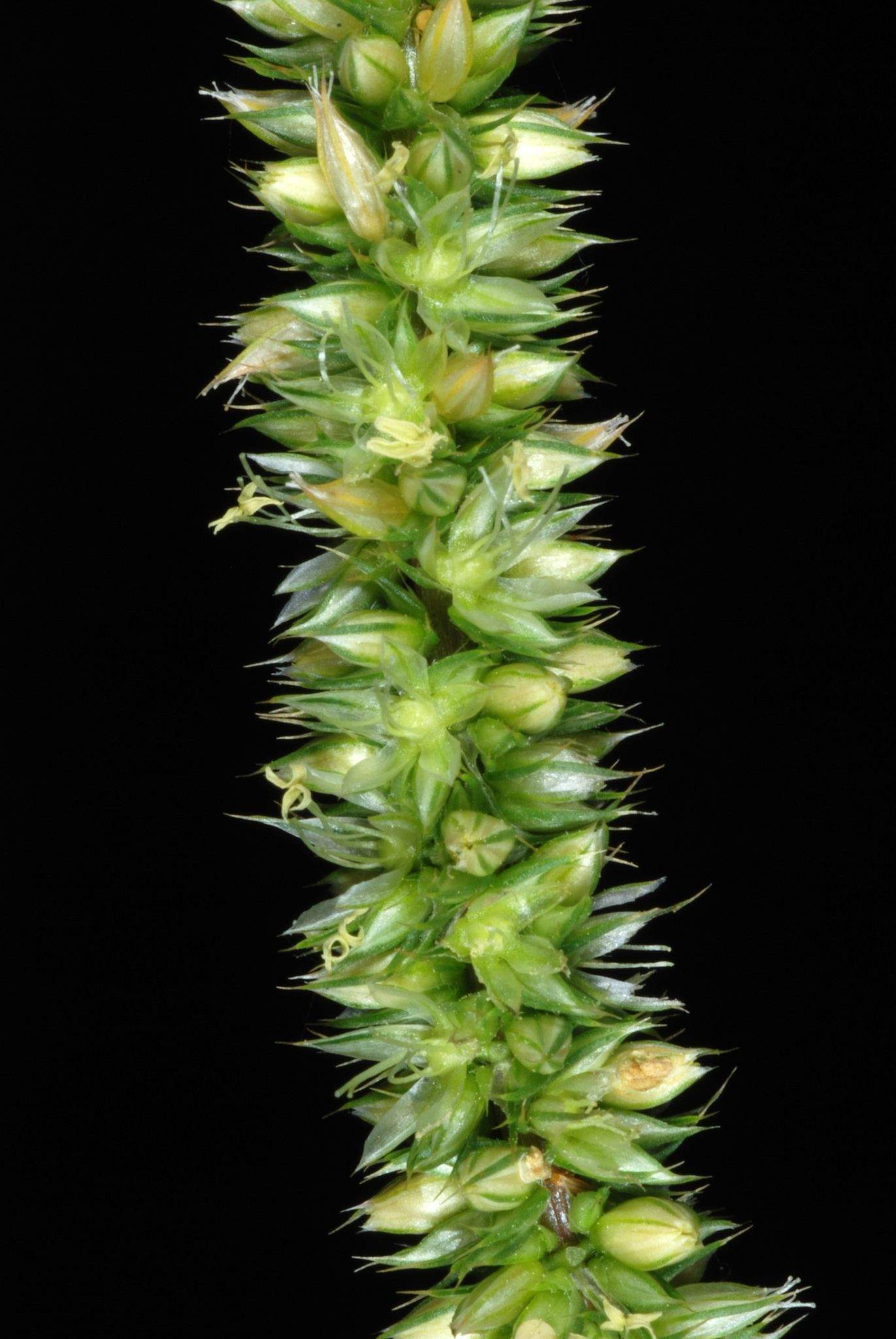 Amaranthus palmeri