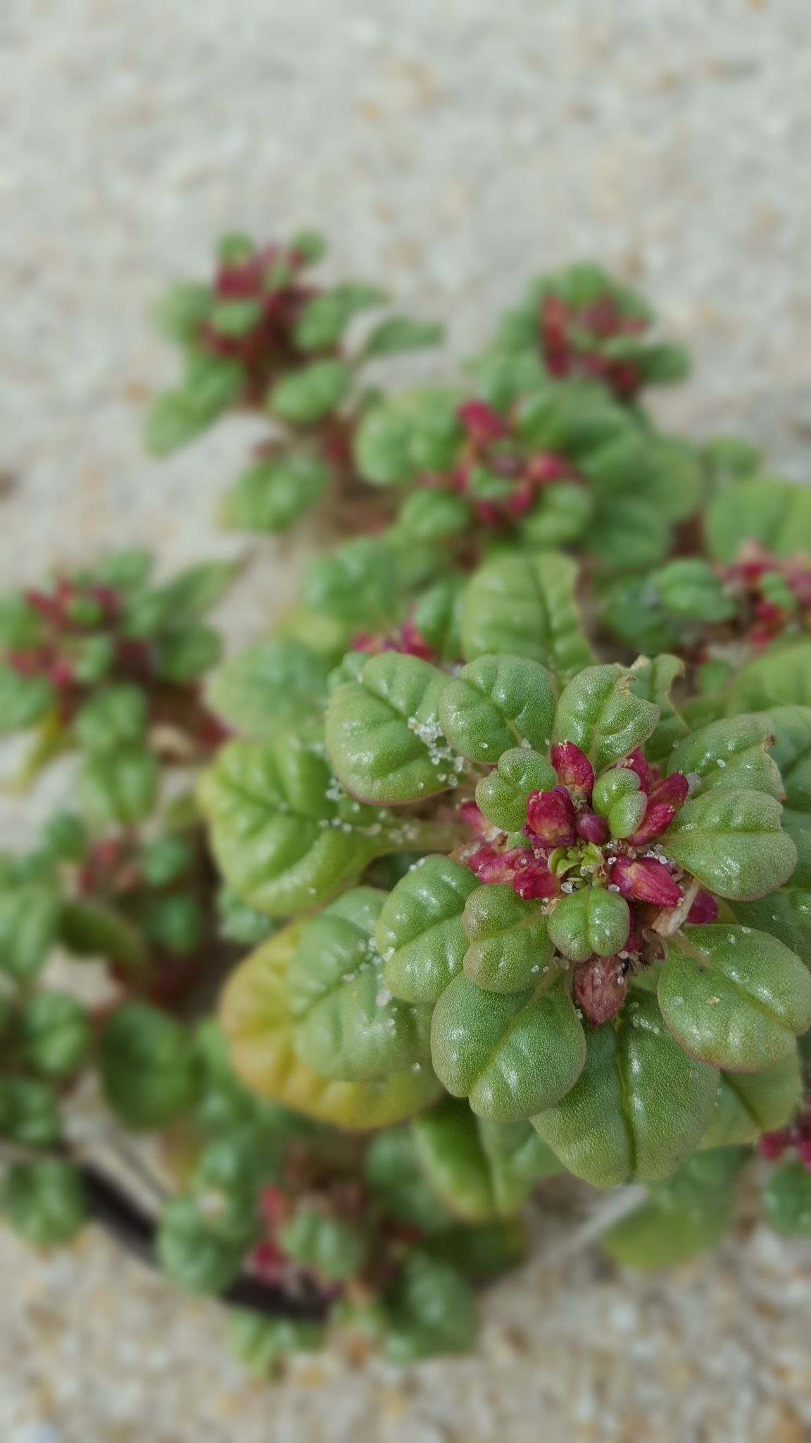 Amaranthus pumilus