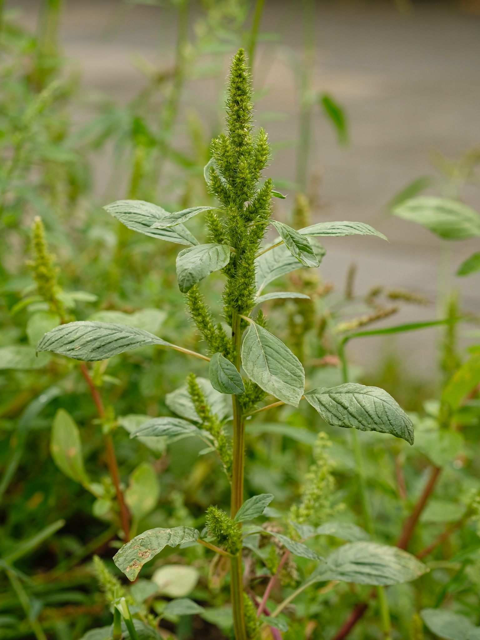 Amaranthus retroflexus