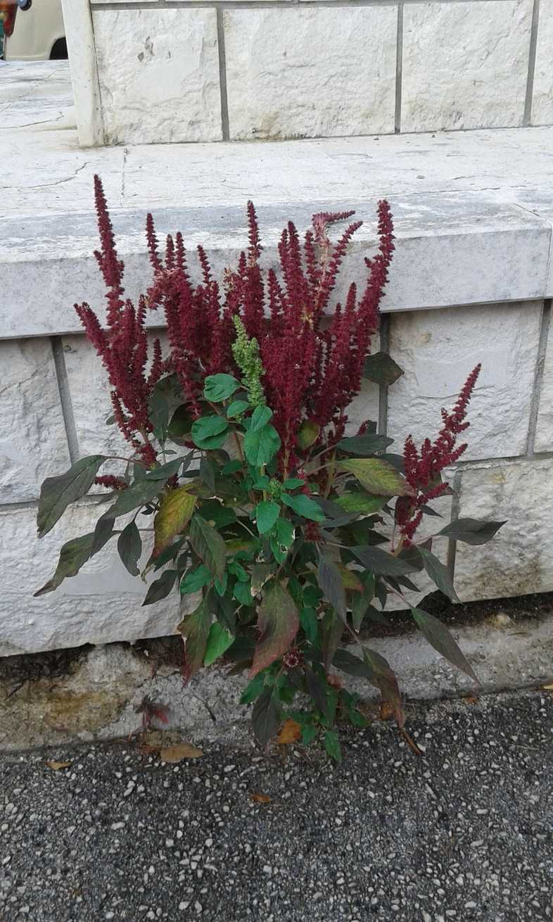 Amaranthus sp.