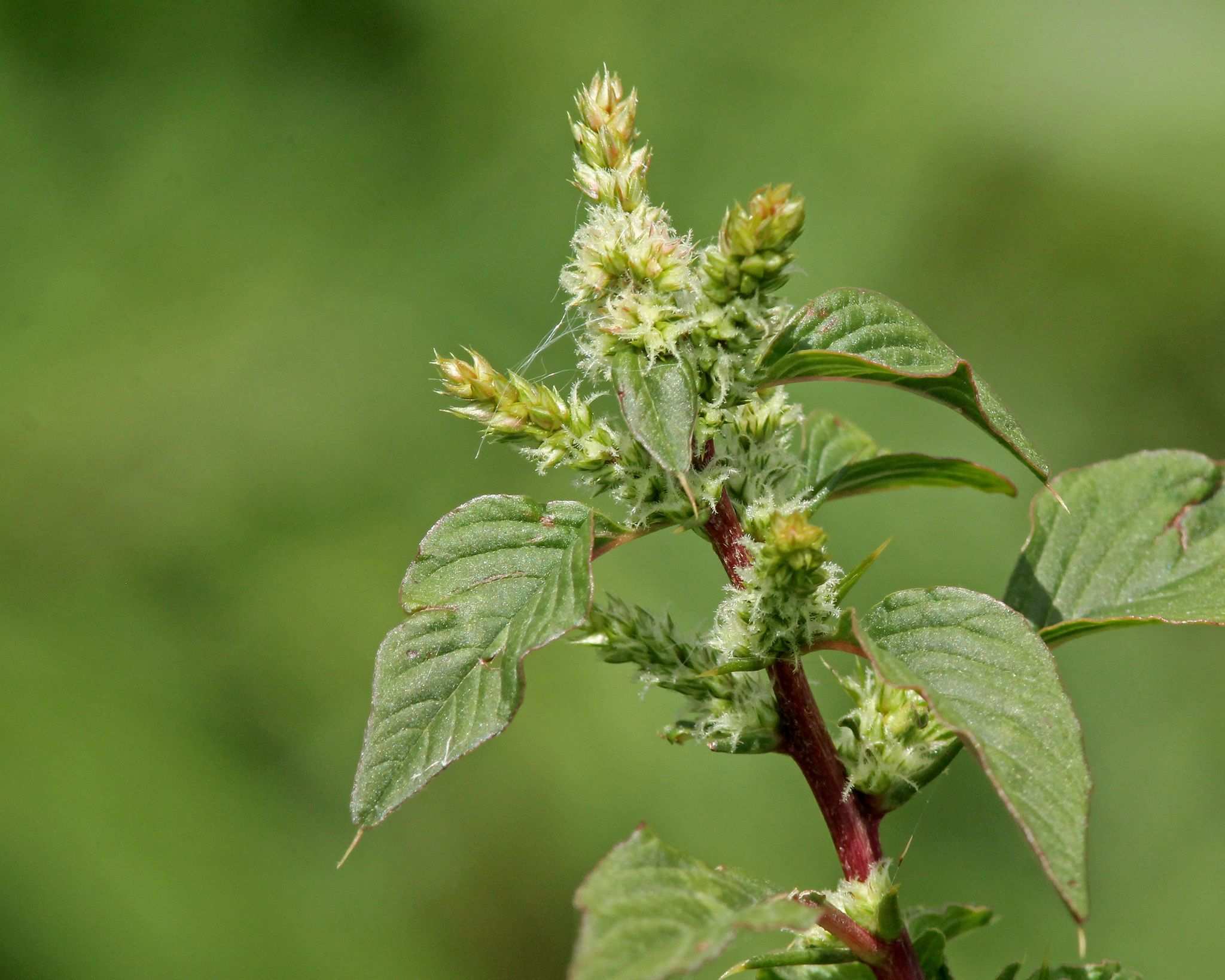 Amaranthus spinosus
