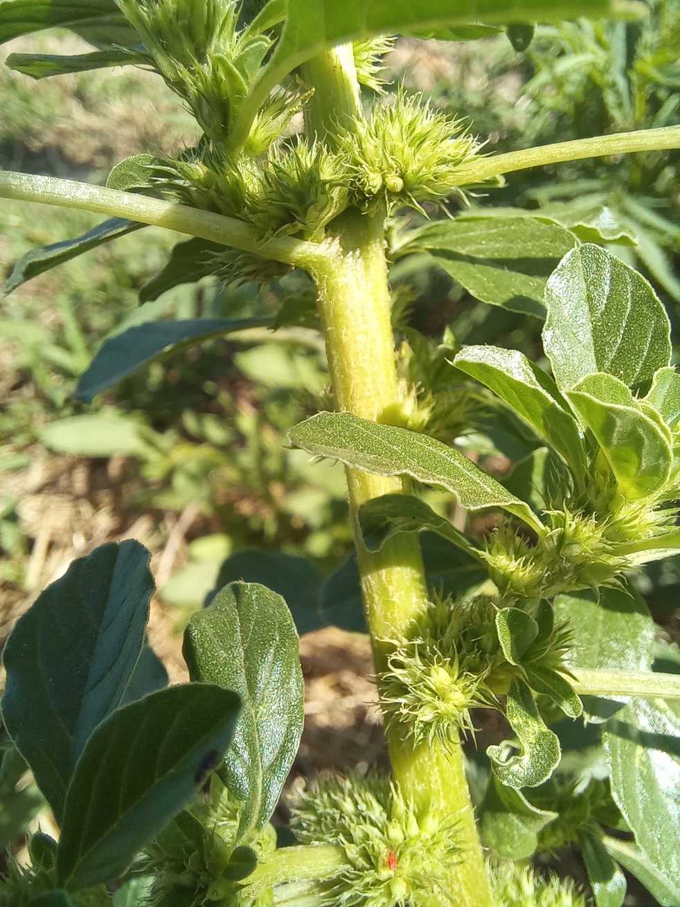 Amaranthus thunbergii