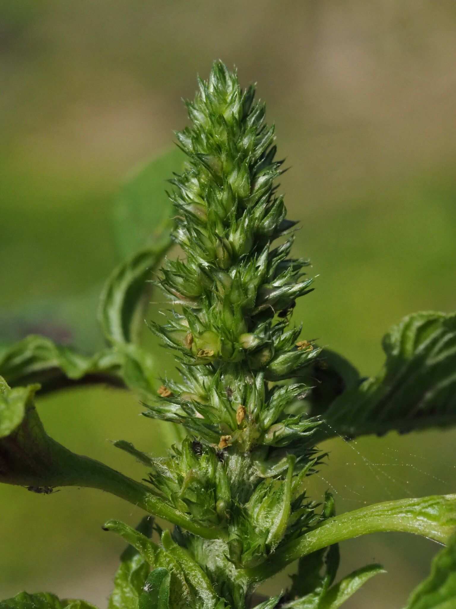 Amaranthus tricolor