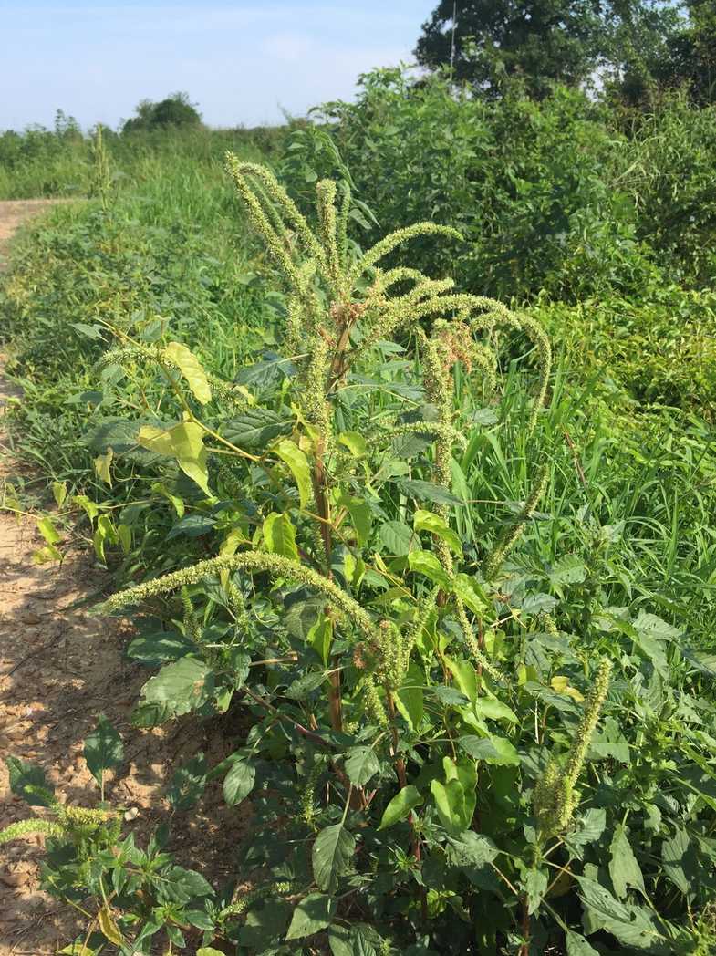 Amaranthus tuberculatus