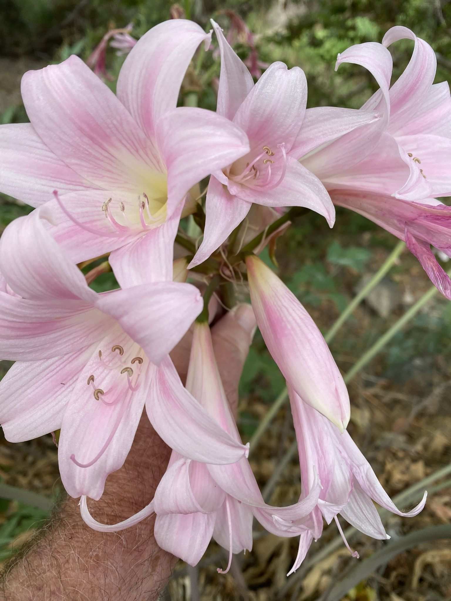 Amaryllis belladonna