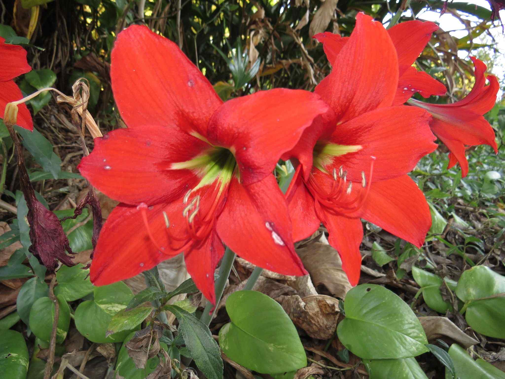Amaryllis sp.