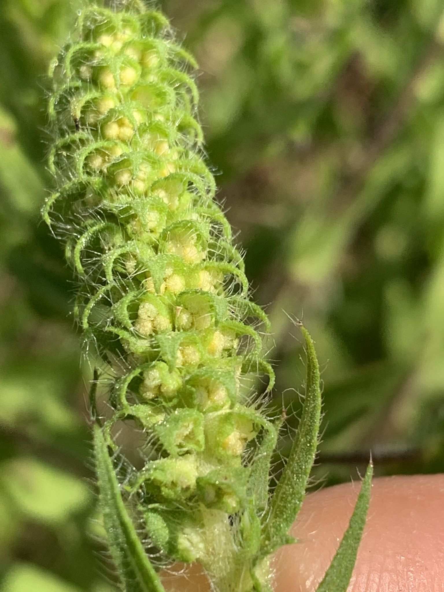 Ambrosia bidentata