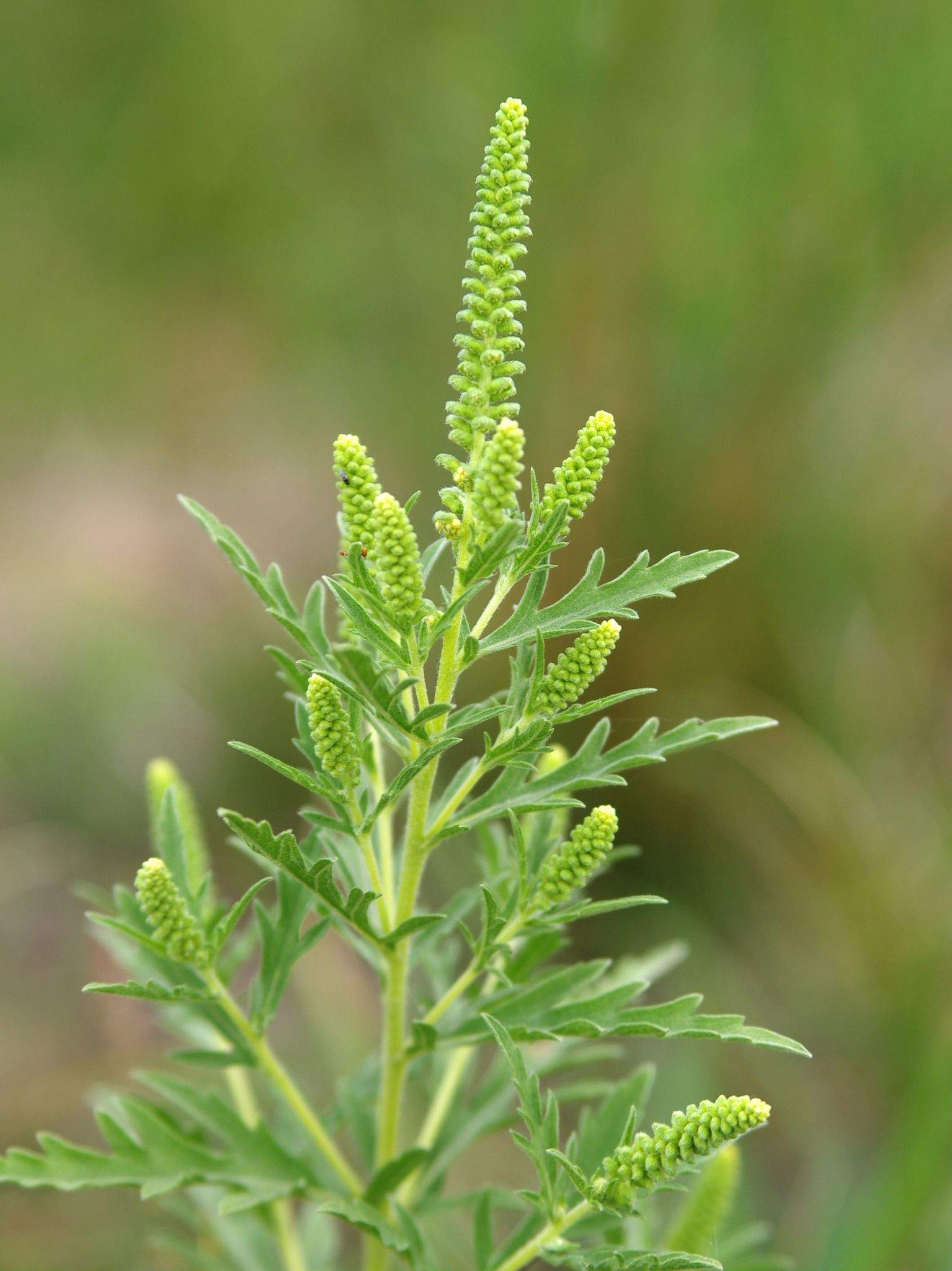 Ambrosia psilostachya