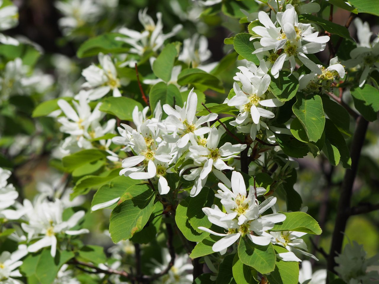 Amelanchier