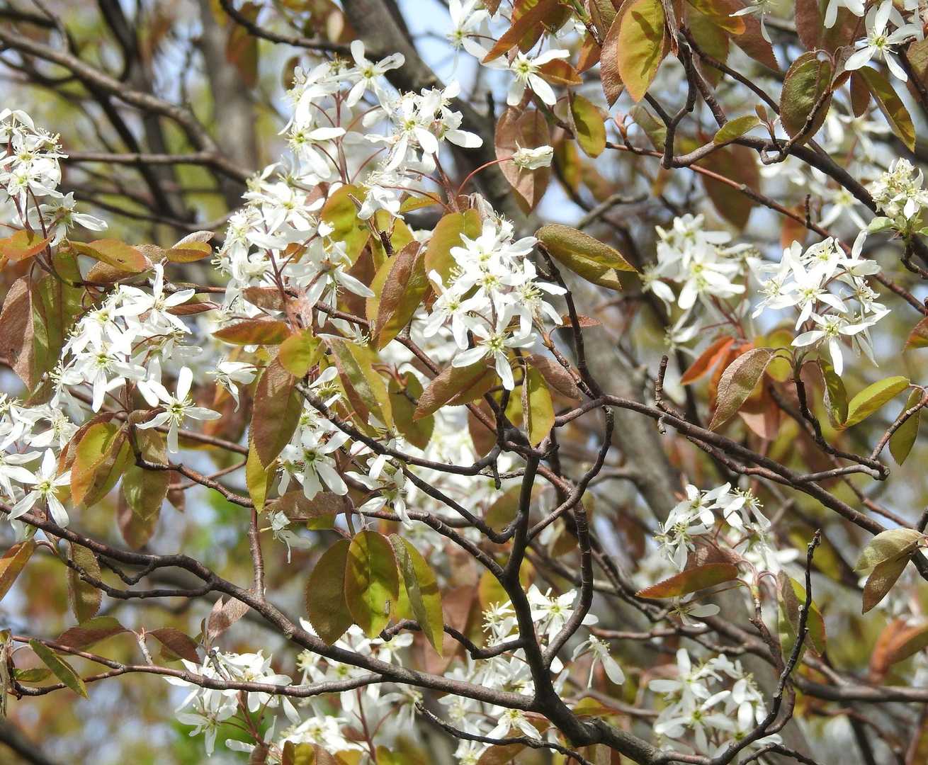 Amelanchier arborea