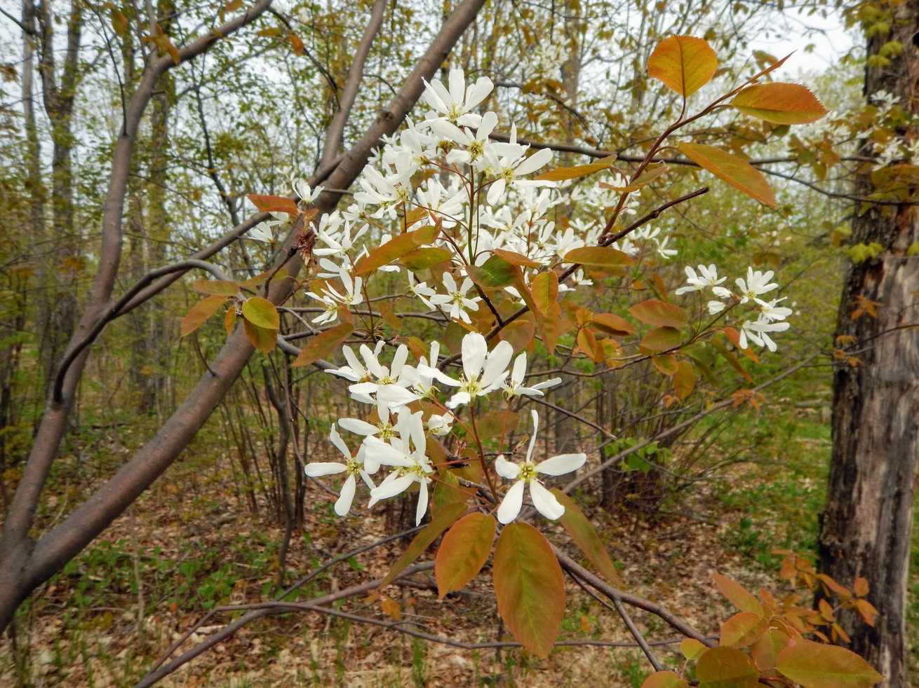 Amelanchier laevis