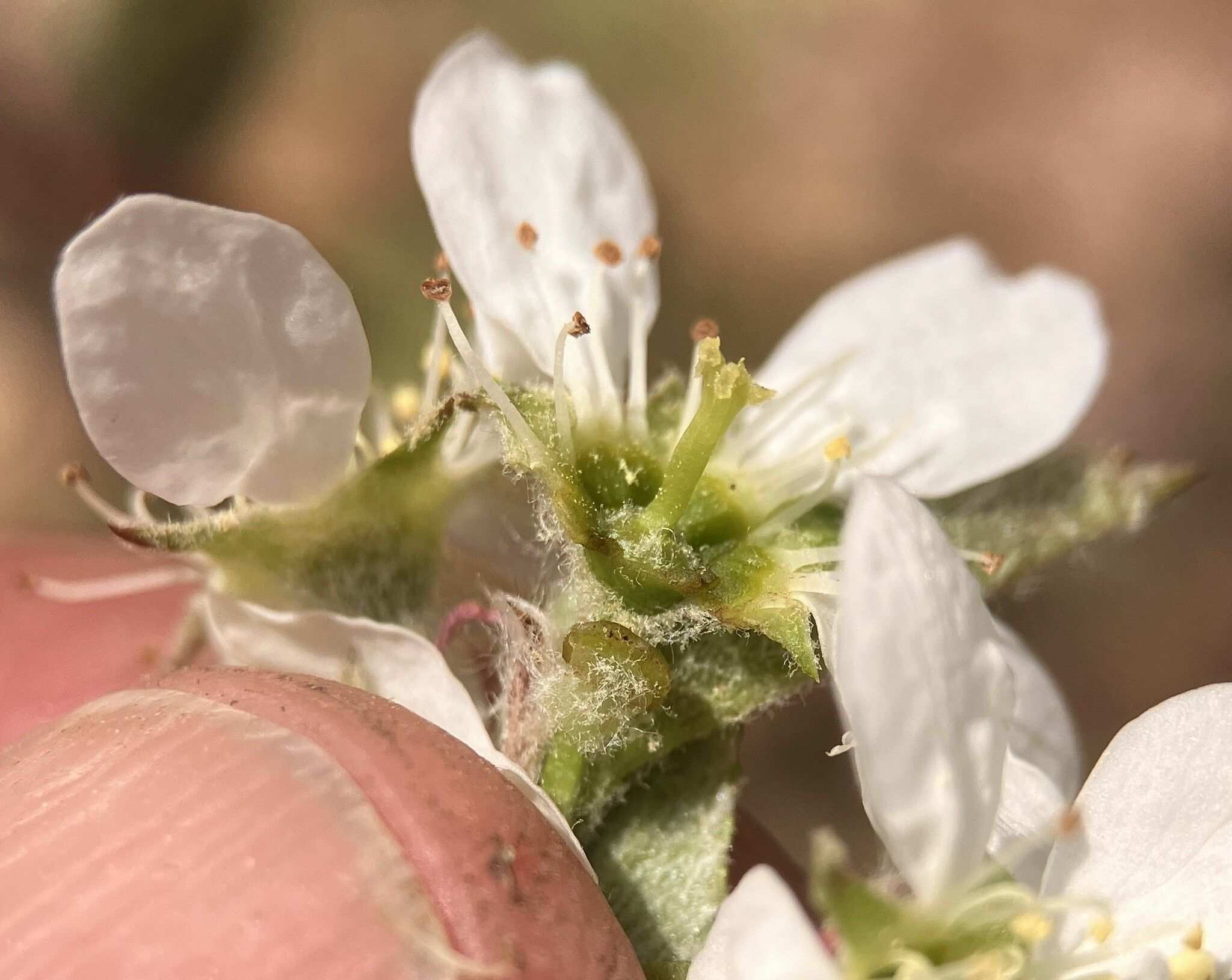 Amelanchier sp.