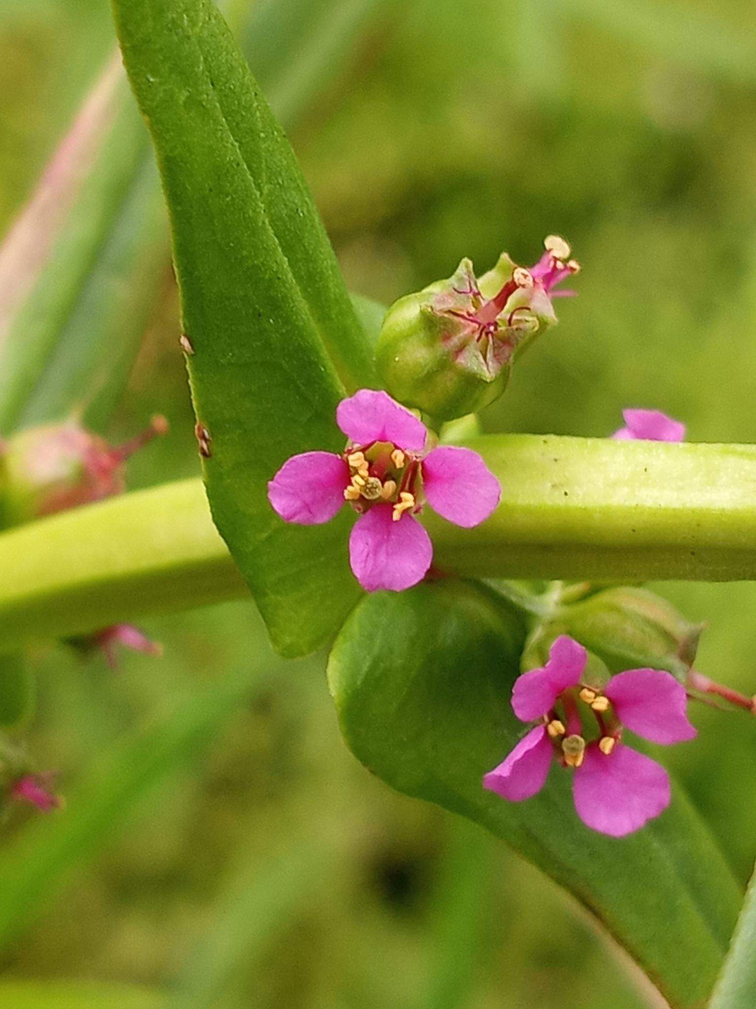 Ammannia coccinea