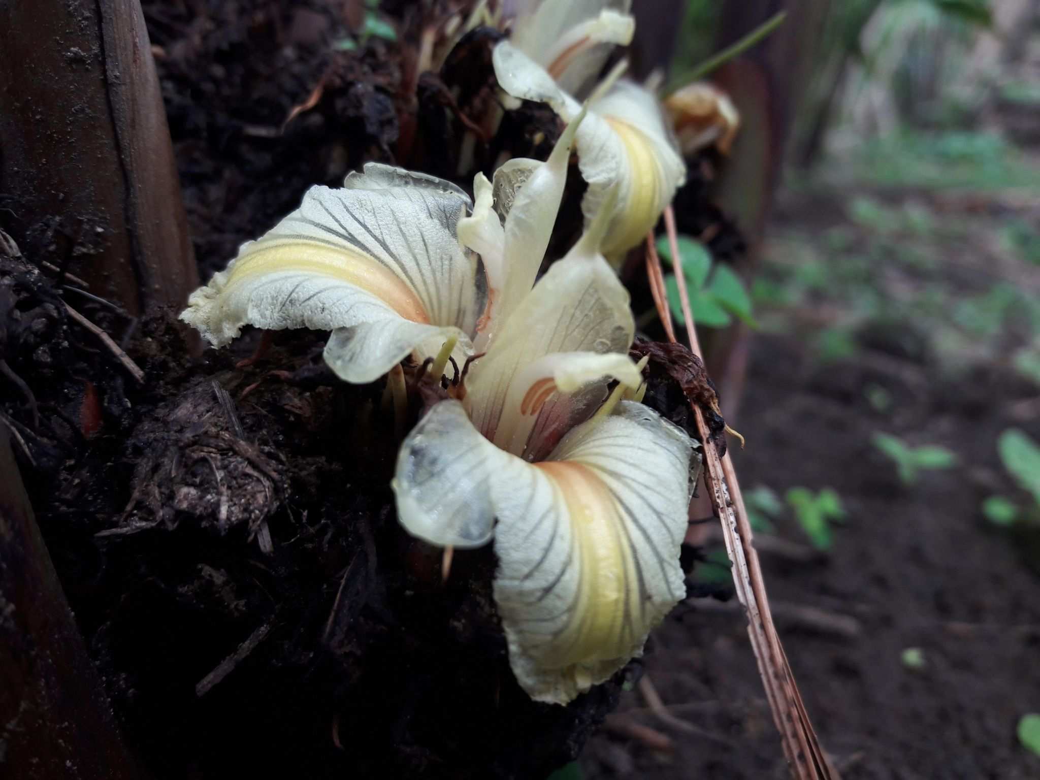 Amomum subulatum