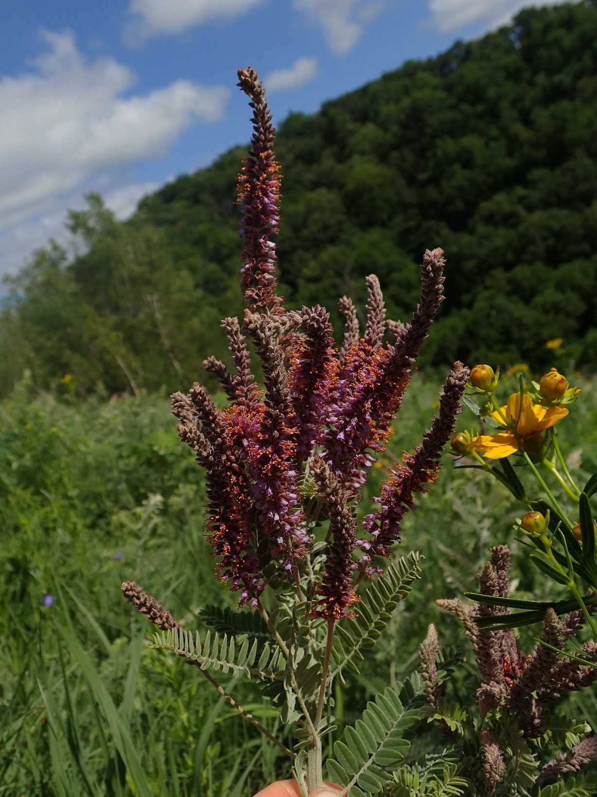 Amorpha canescens