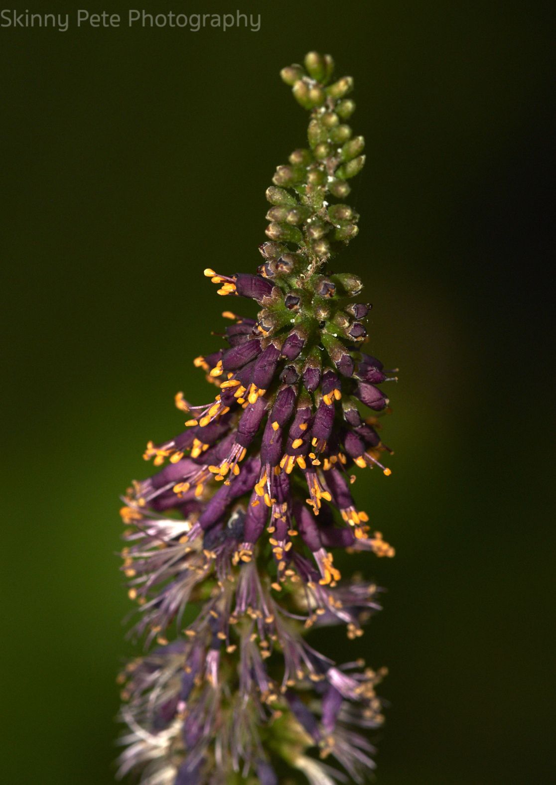 Amorpha fruticosa