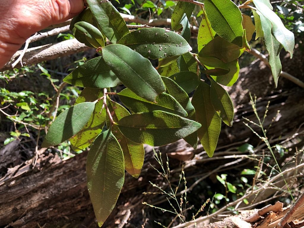 Amorphospermum antilogum