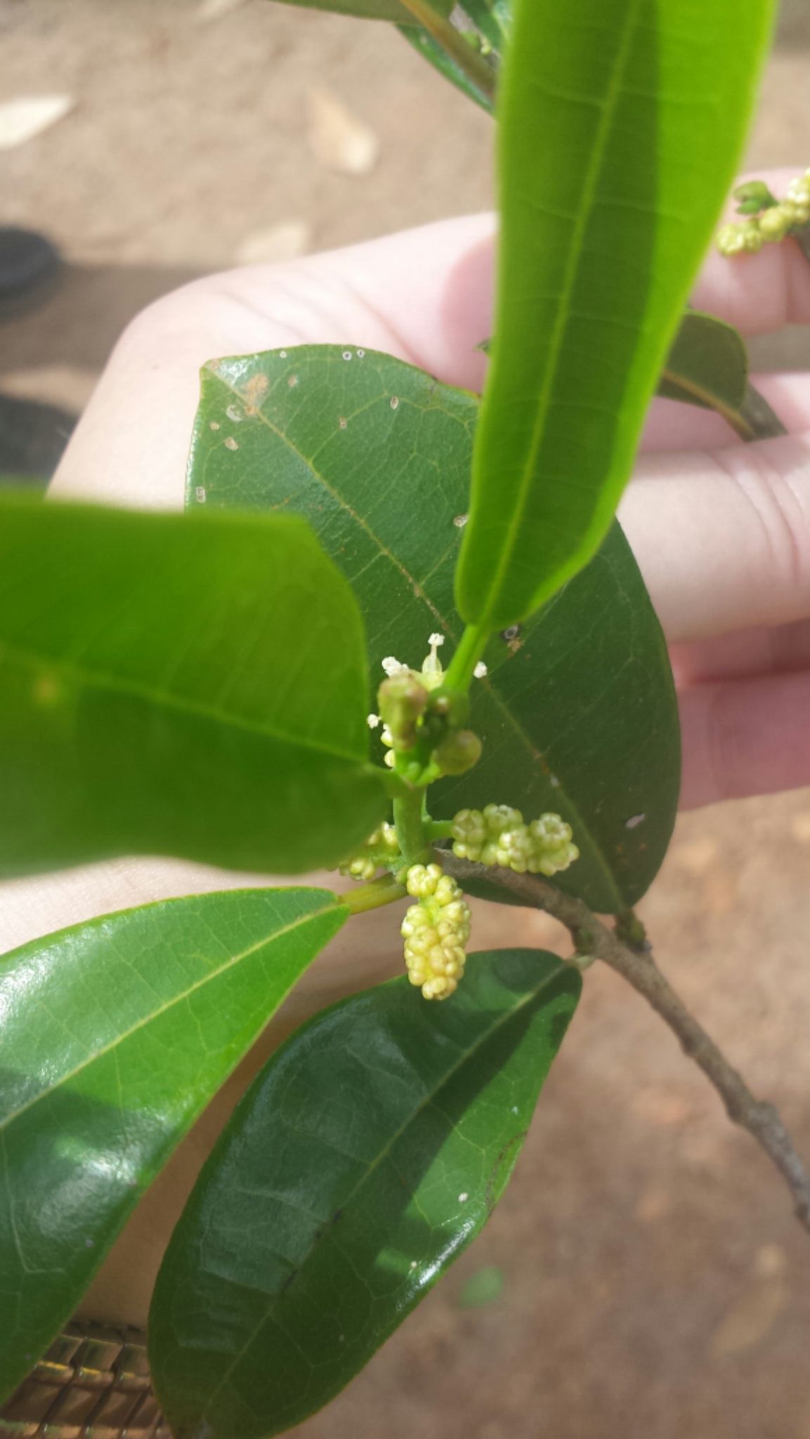 Ampalis dimepate