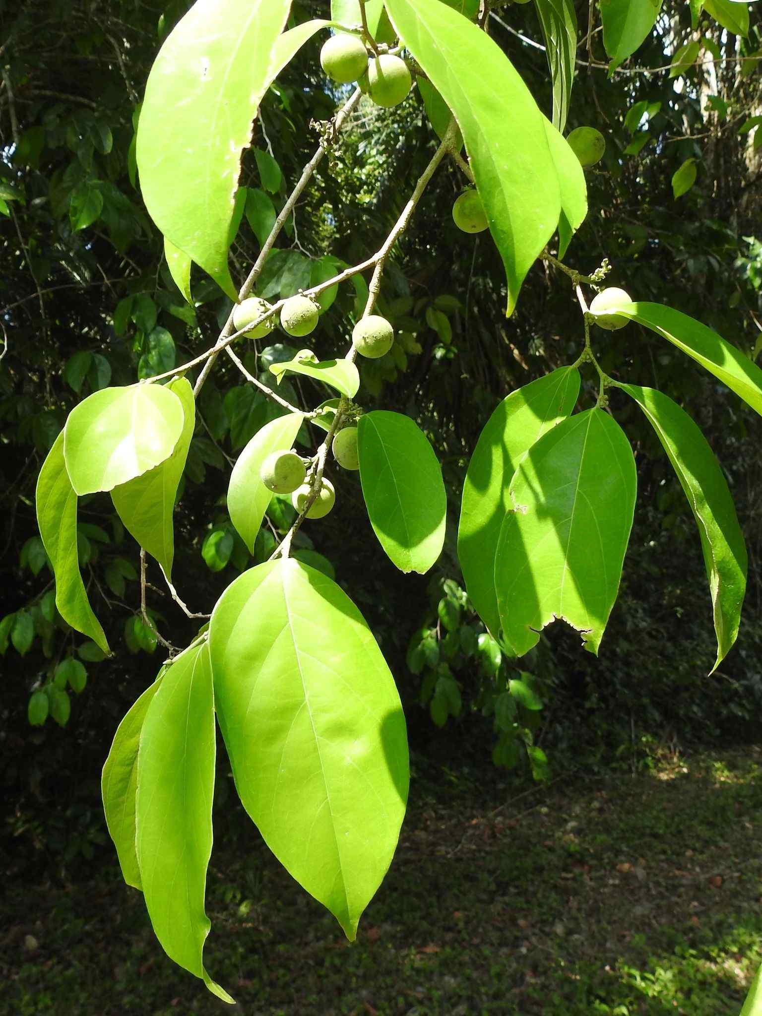 Ampelocera hottlei