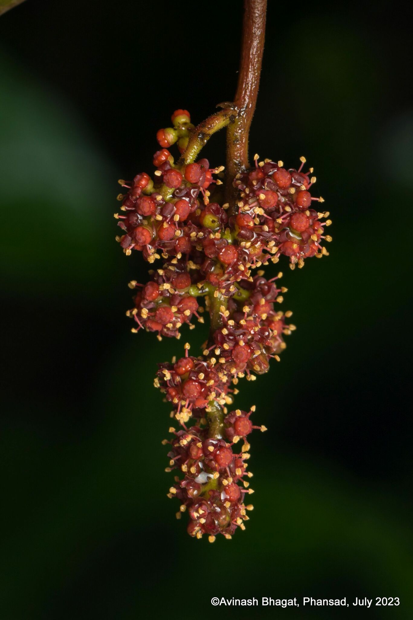 Ampelocissus