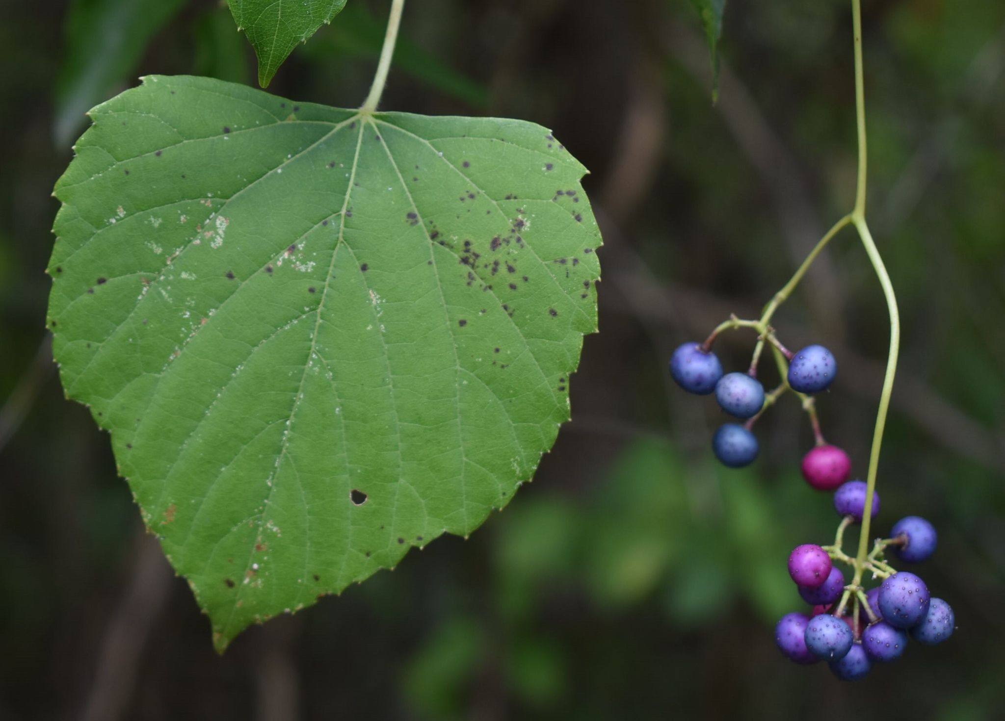 Ampelopsis cordata