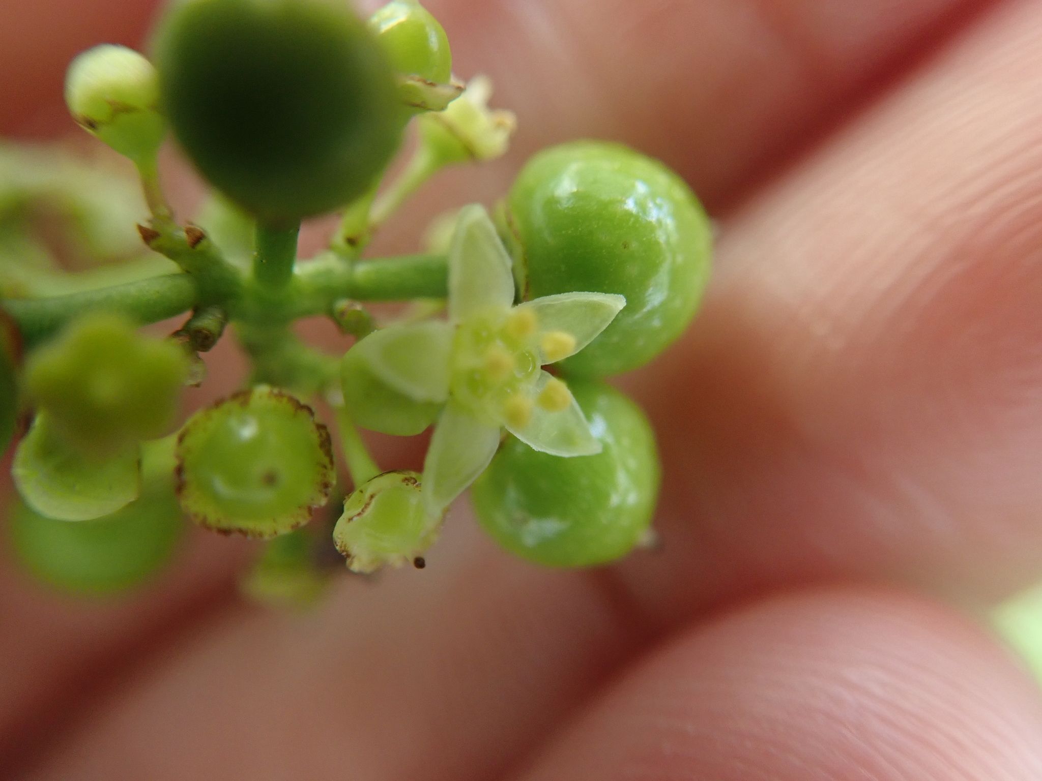 Ampelopsis japonica