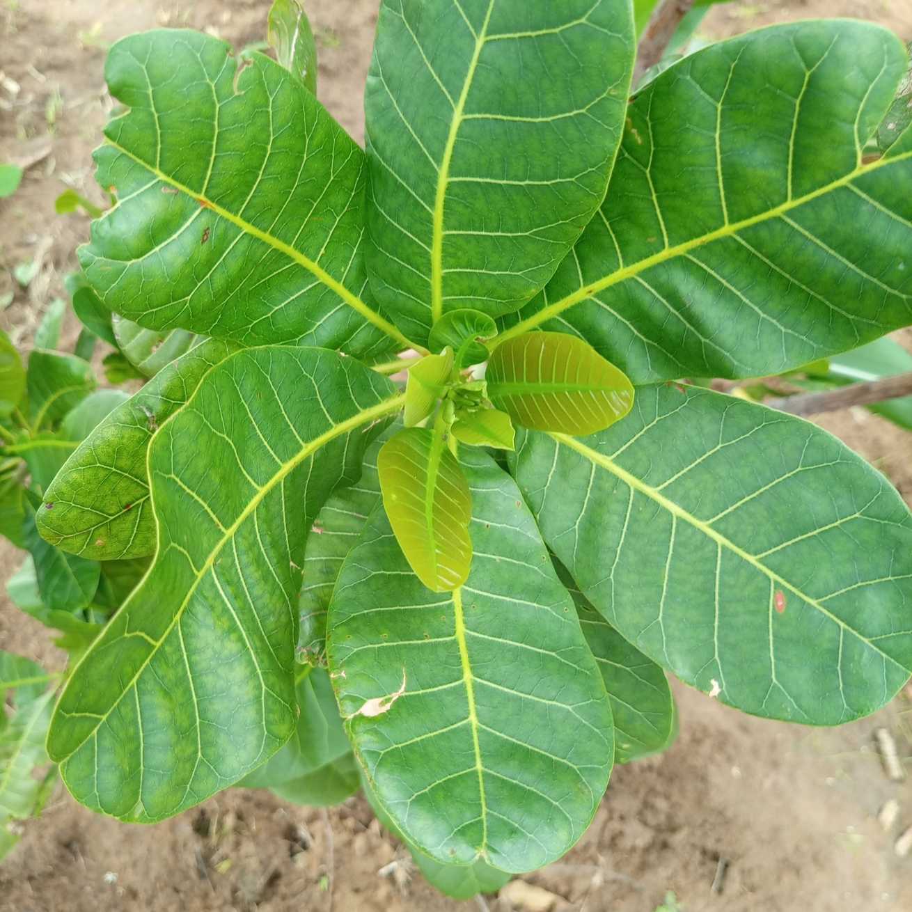 Anacardium