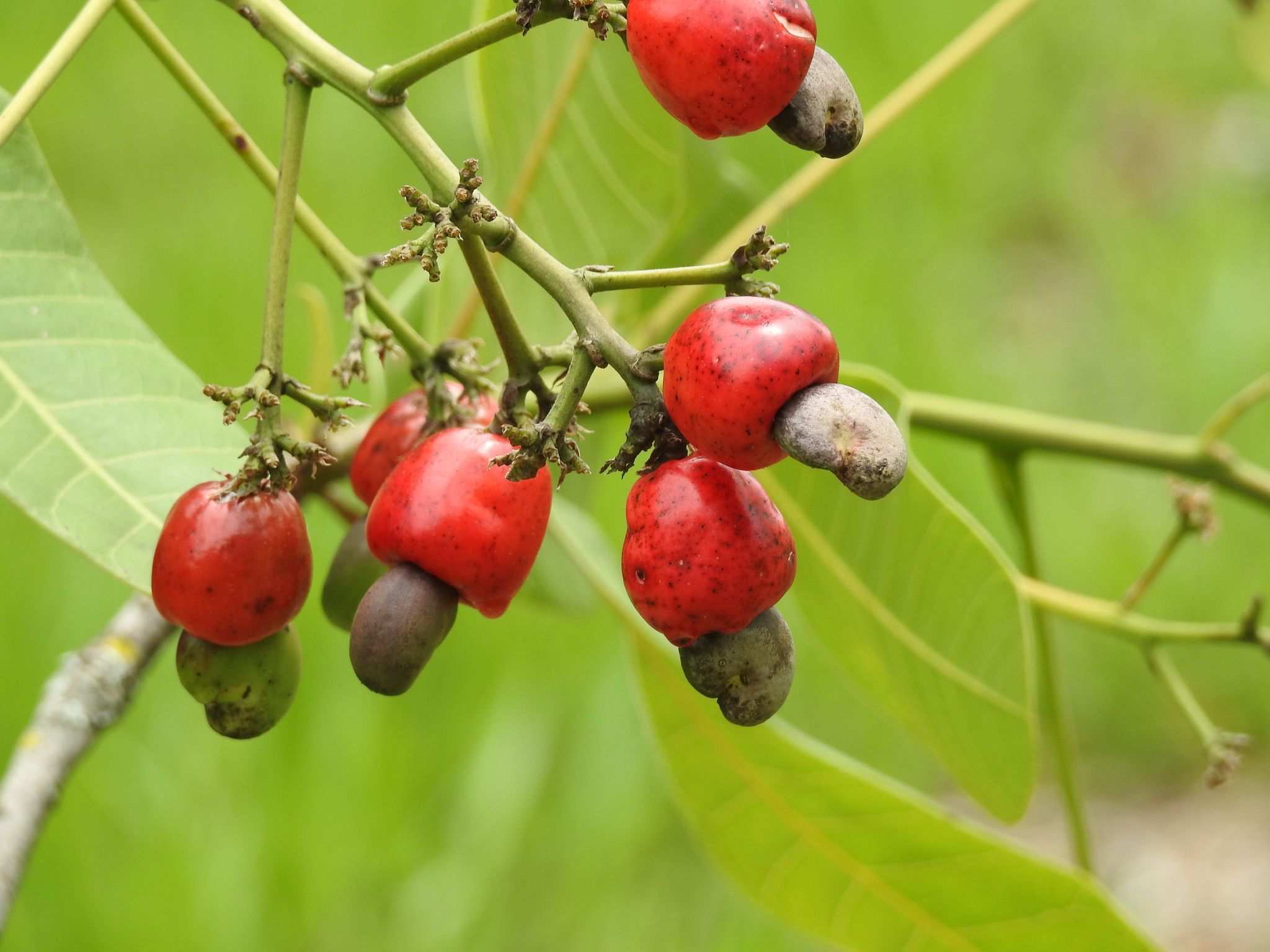 Anacardium humile