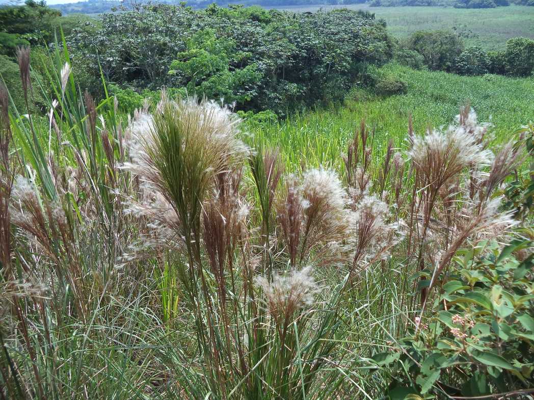 Anatherum bicorne