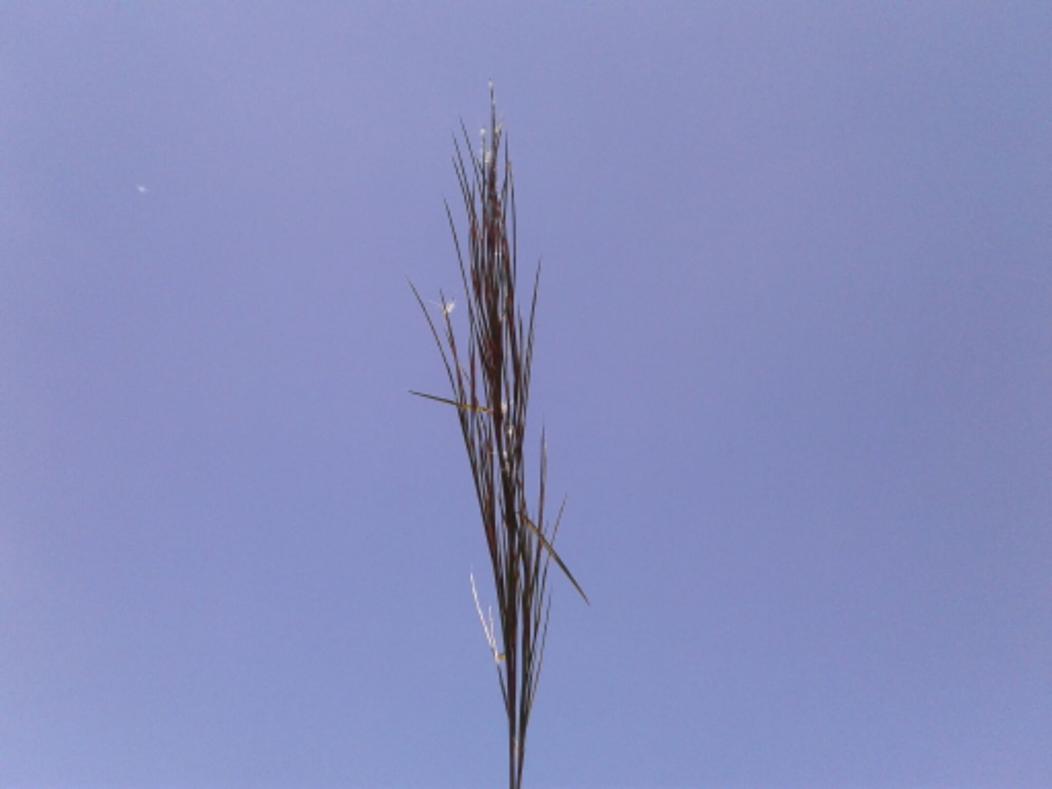 Anatherum leucostachyum