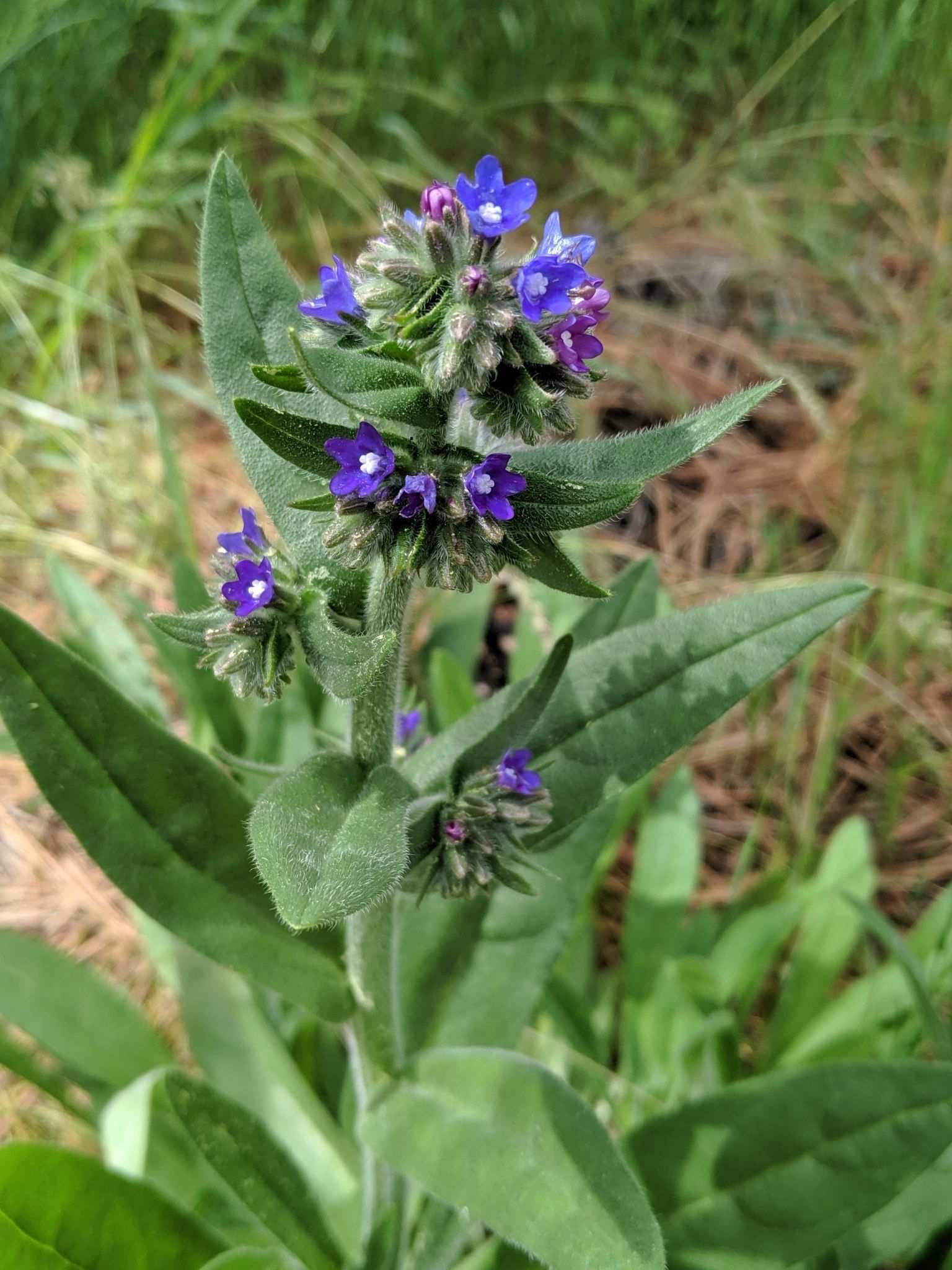 Anchusa officinalis