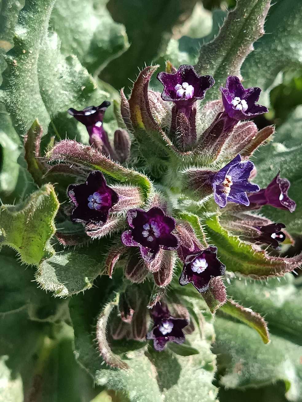 Anchusa undulata