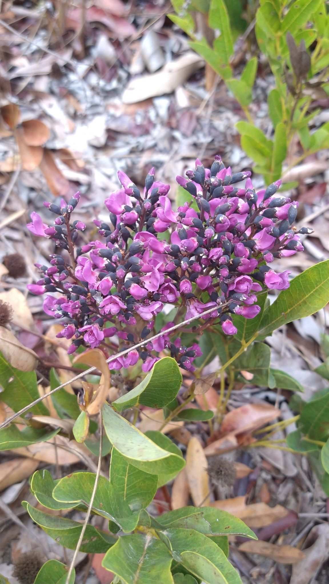Andira humilis
