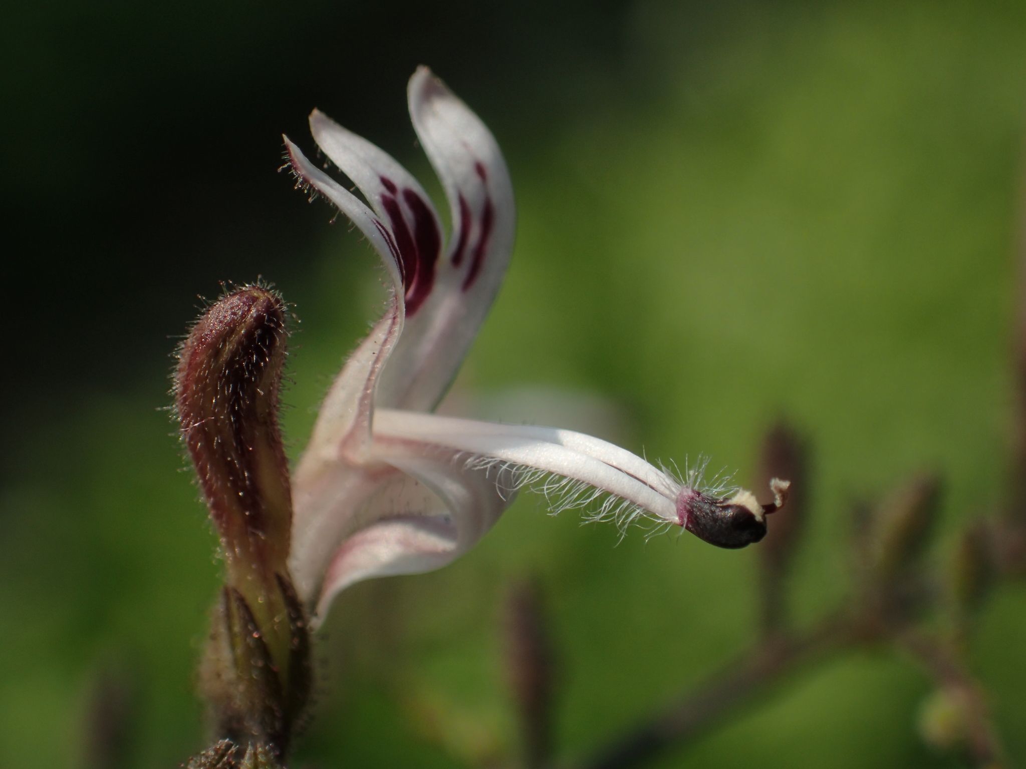 Andrographis paniculata