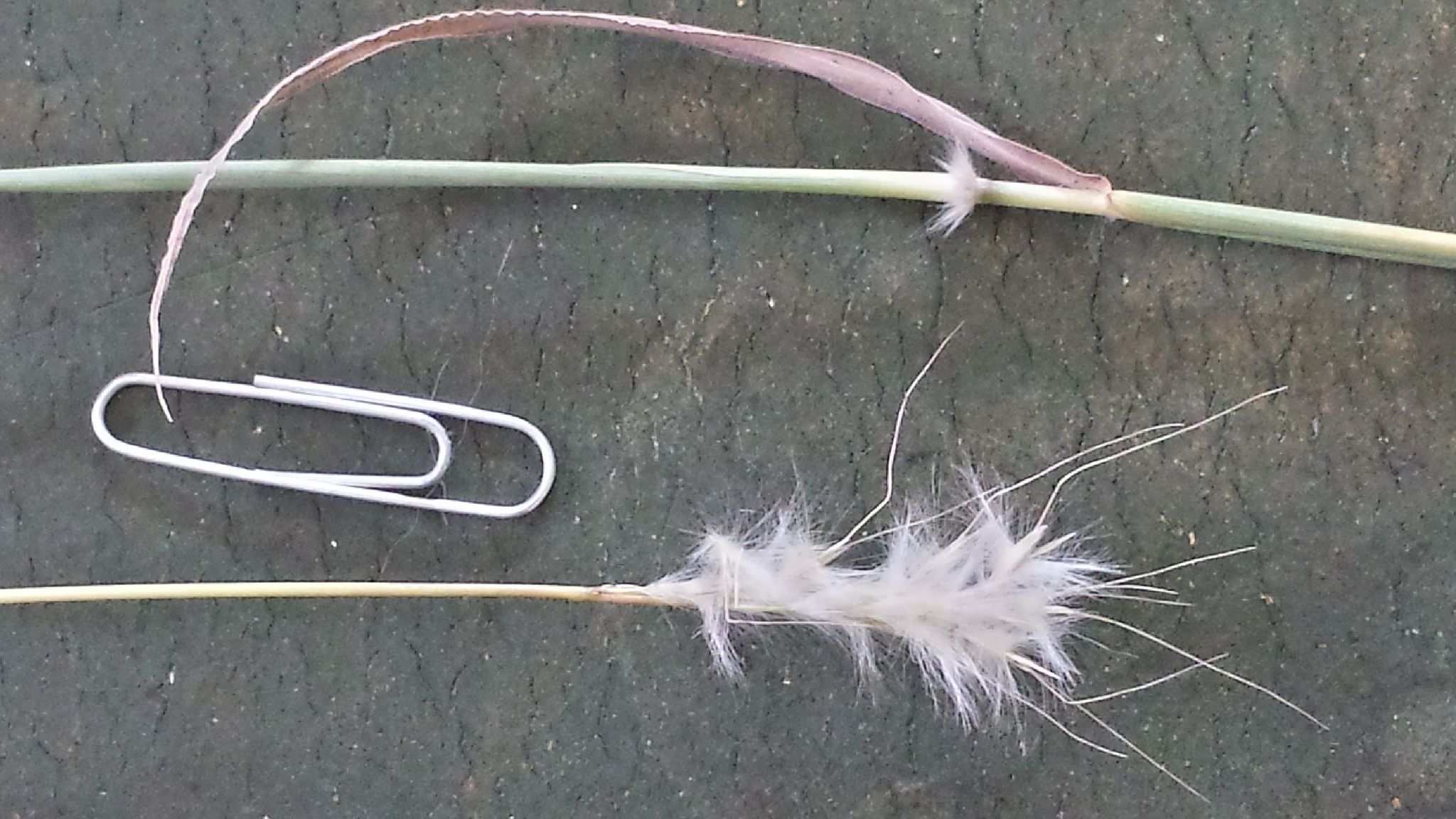 Andropogon sp.