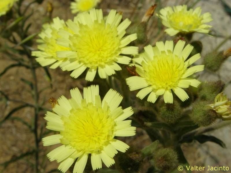 Andryala integrifolia