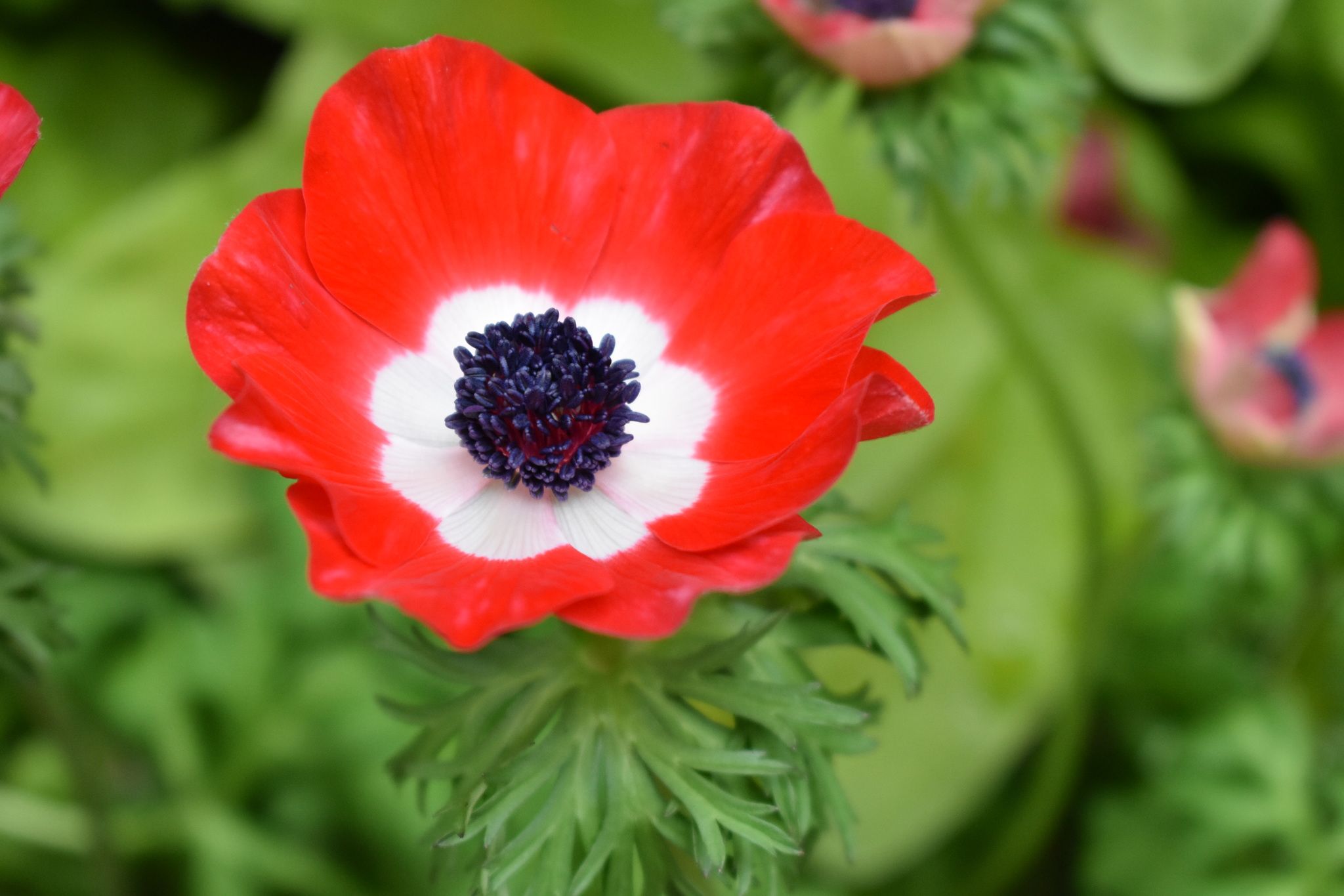 Anemone coronaria