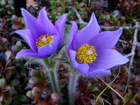 Anemone sp.