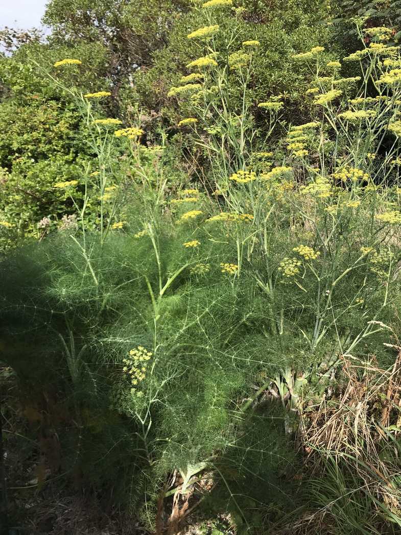 Anethum foeniculum