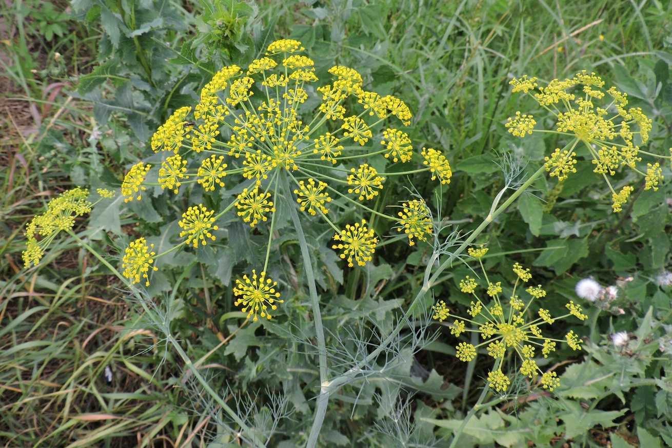 Anethum graveolens