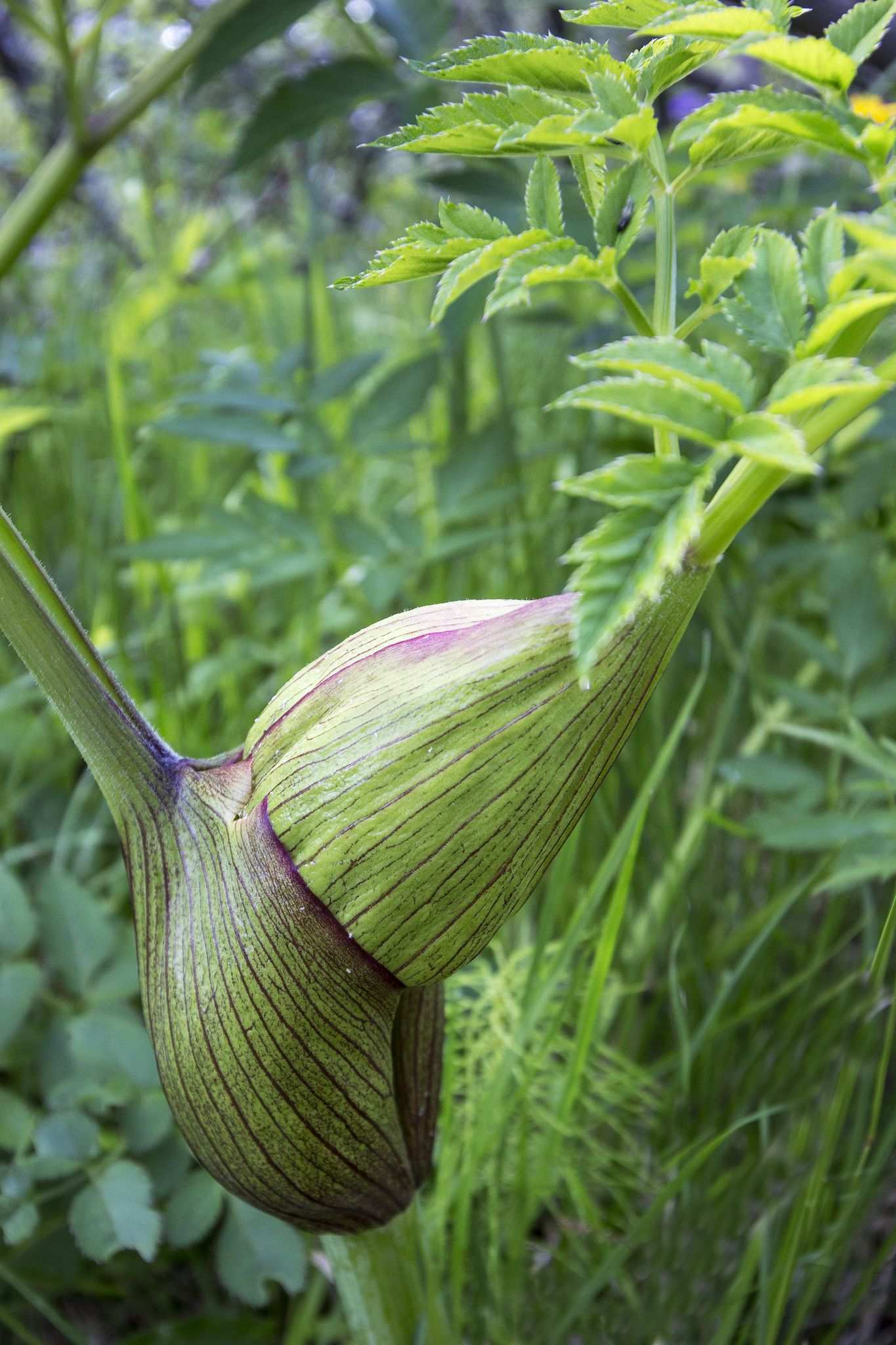 Angelica archangelica