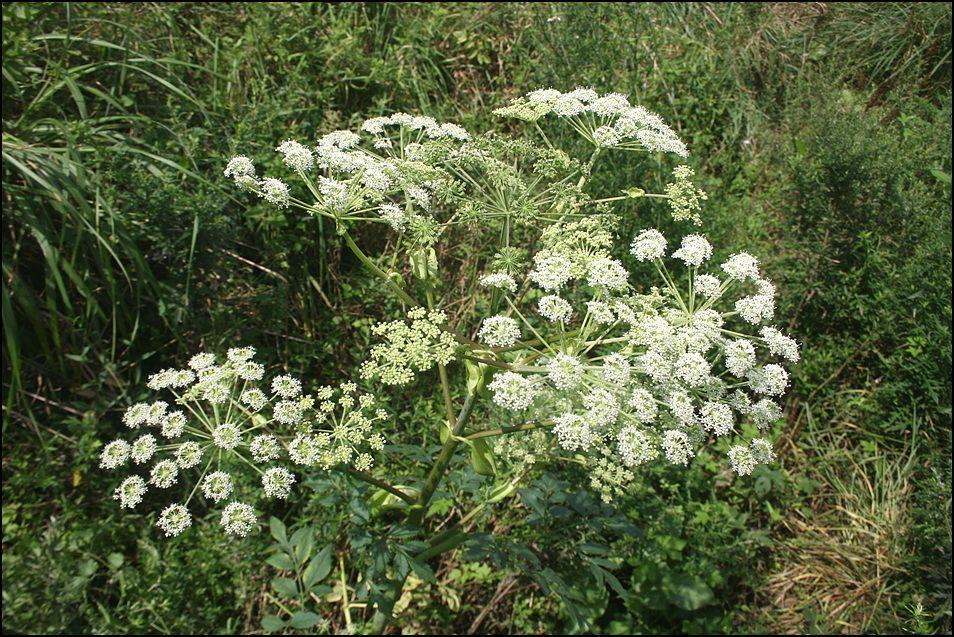 Angelica dahurica
