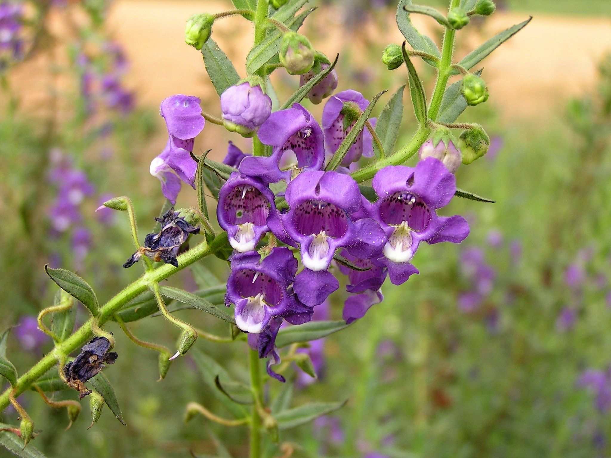 Angelonia angustifolia