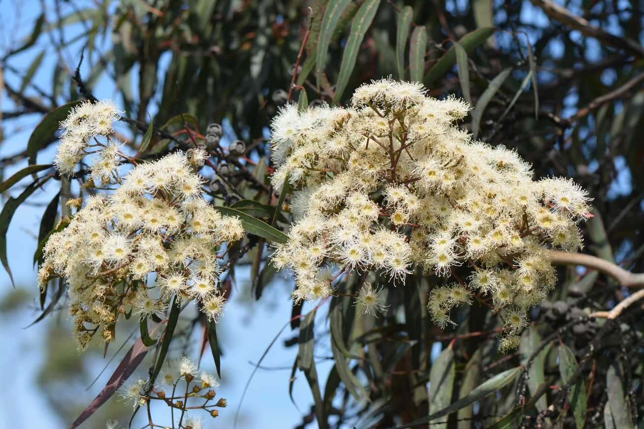 Angophora costata