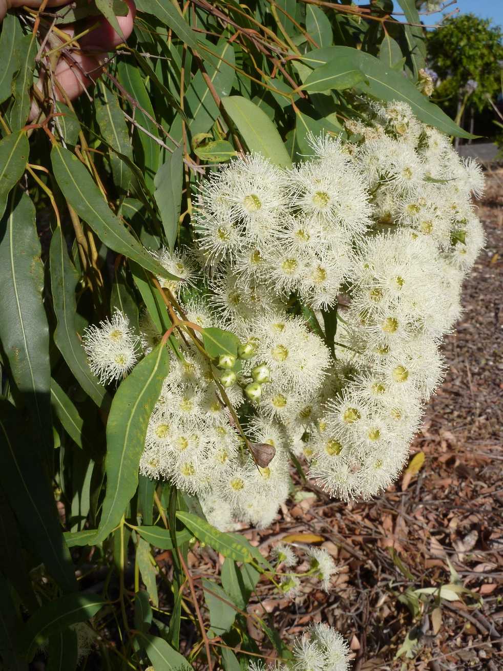 Angophora floribunda